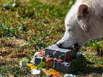 Dire wolves turn 1 year old and get their own special birthday cake. See photos