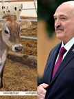 Լուկաշենկոյին Մուսյա անունով կով են նվիրել