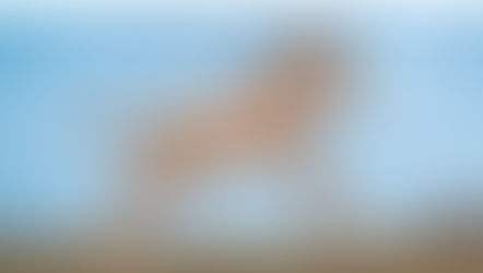 Biotech company Colossal, which brought dire wolves back to life, acquires Viagen