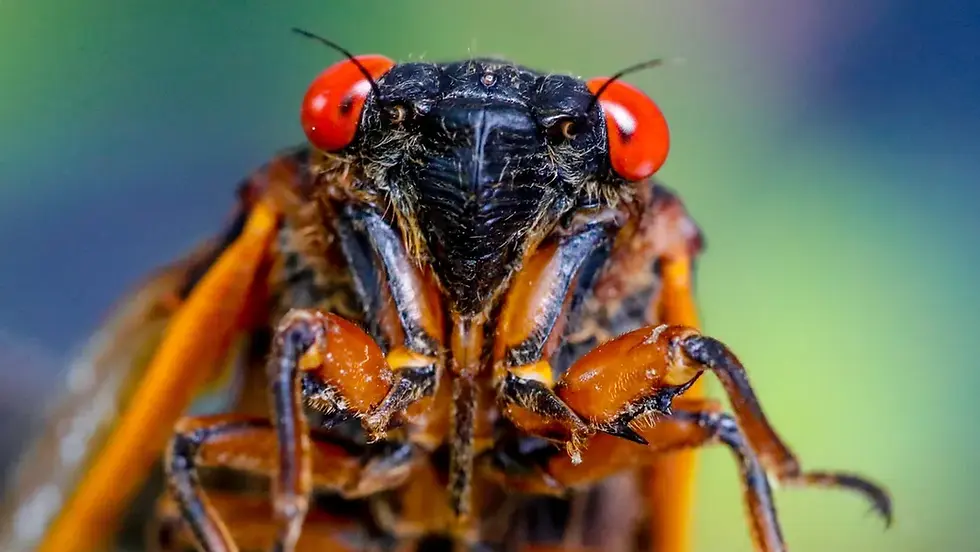 ree