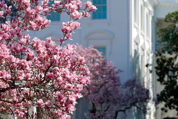 Cherry blossoms begin blooming in Washington, DC: See photos of 'puffy white' flowers