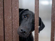 Կենդանիների պաշտպանները խնդրագիր են ներկայացրել «Կենդանիների նկատմամբ պատասխանատու վերաբերմունքի մասին» օրինագծի համար