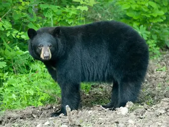 A camper was found mauled to death. A photo holds a clue about what happened.