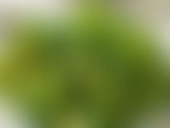 Բրոկոլիի օգտագործումը կարող է օգնել նվազեցնել նախադիաբետի կանխմանը. հետազոտություն