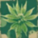 cannabis flower .jpg