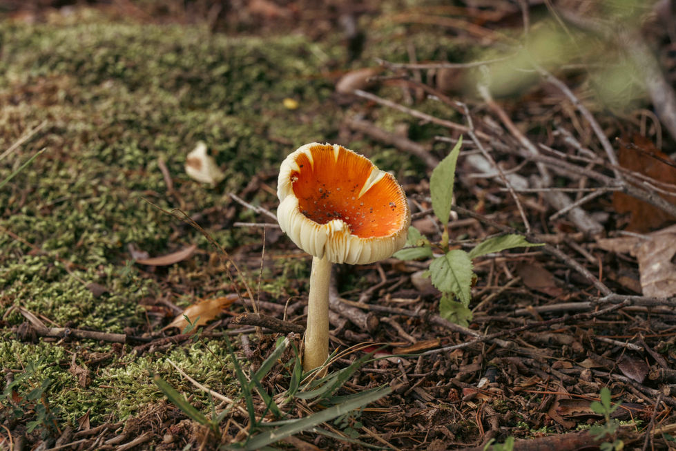 Fungi Red Top