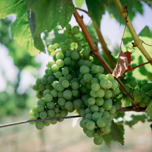 Sonoma County Shenanigans