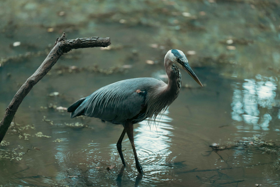 The Marshwater Killer