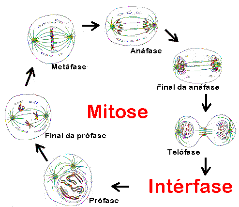 mitose-fases-ciclo