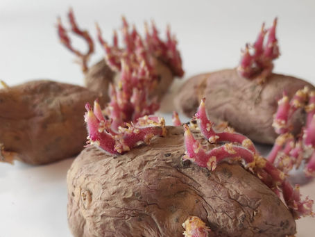 Gekeimte Kartoffeln noch essen oder lieber wegwerfen? Zweimal ein klares ‚Neee‘