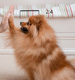 Standard spitz nain