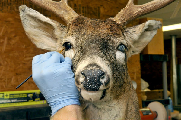 Taxidermia