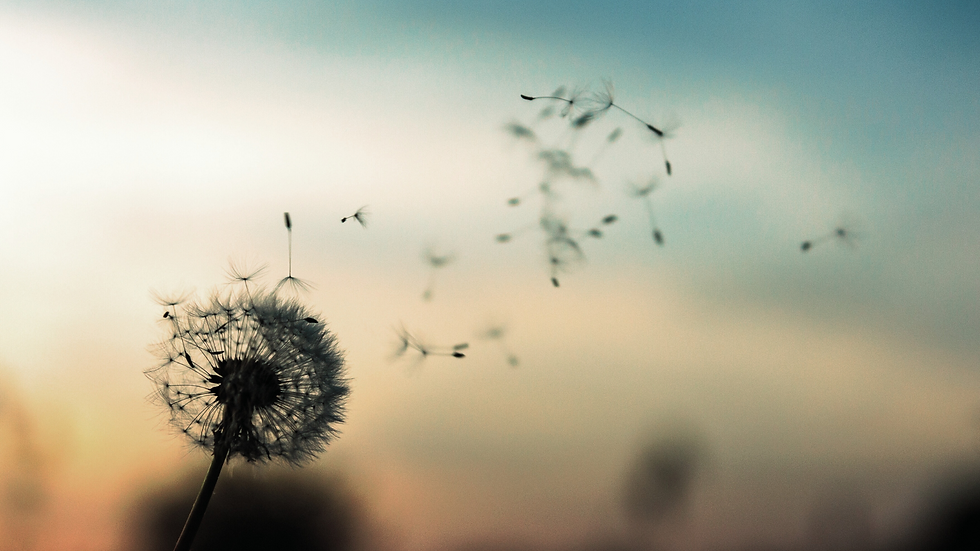 dandelion (1).png