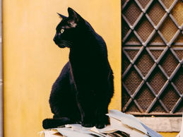 A Behavioral Look At Superstition