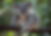 Perth Zoo – Koala
