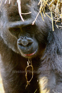 I will find my keys!