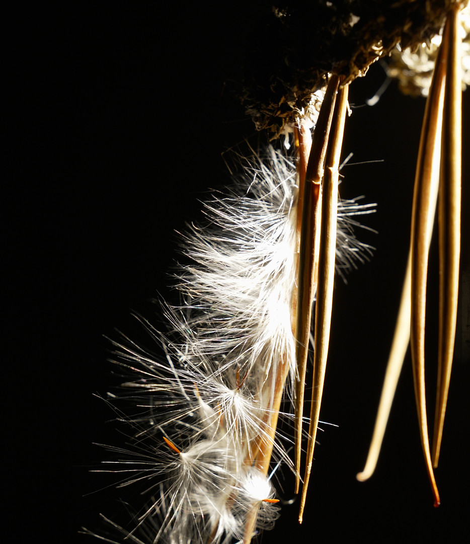 (c) Erin Lucey _ Luminous Form #11 (Deta