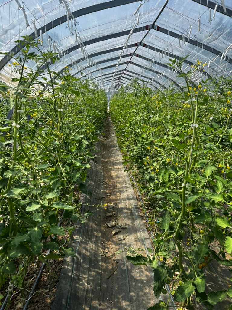Freshly pruned cherry tomato plants