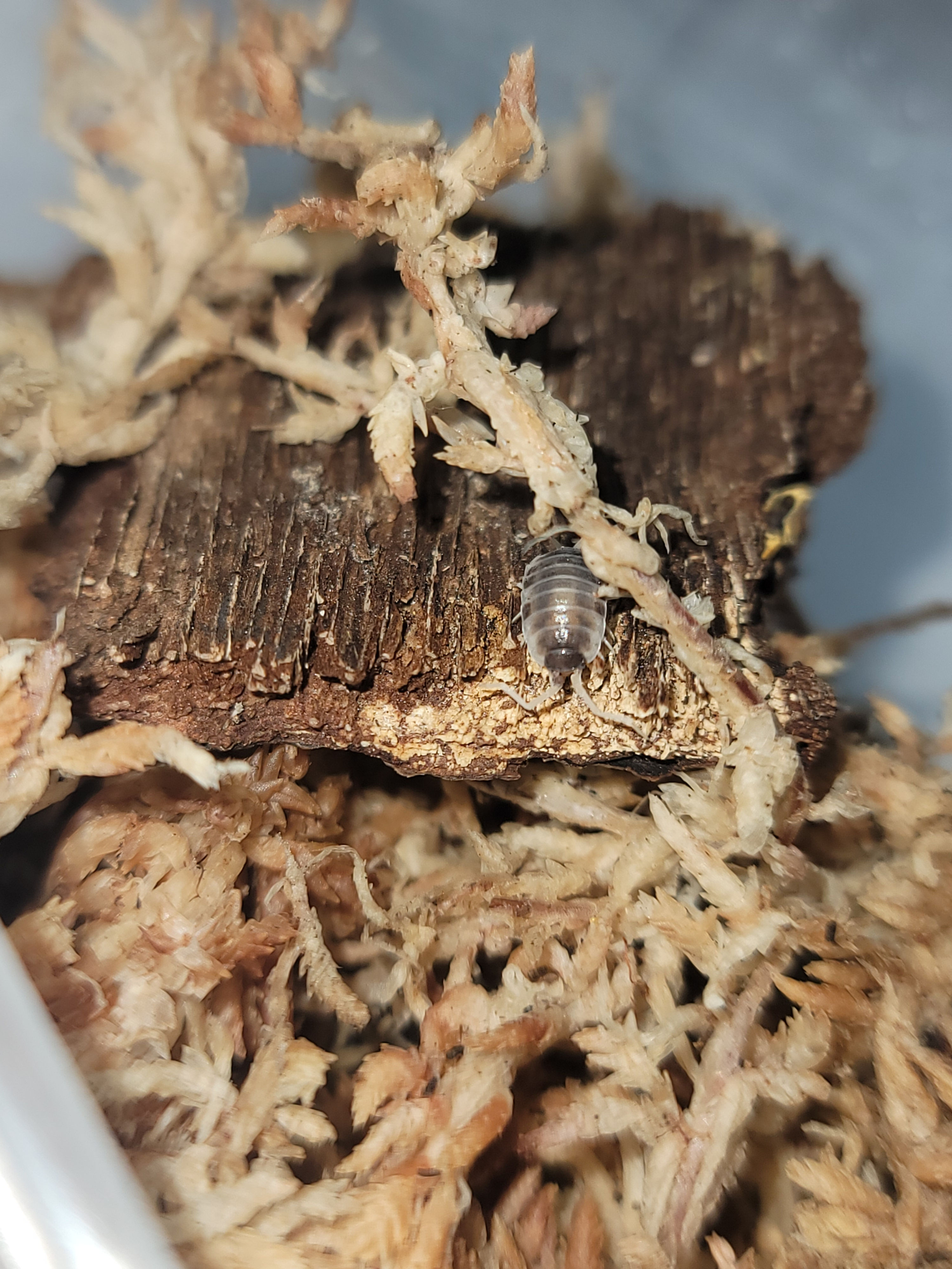 Porcellionides pruinosus “Oreo Crumble”