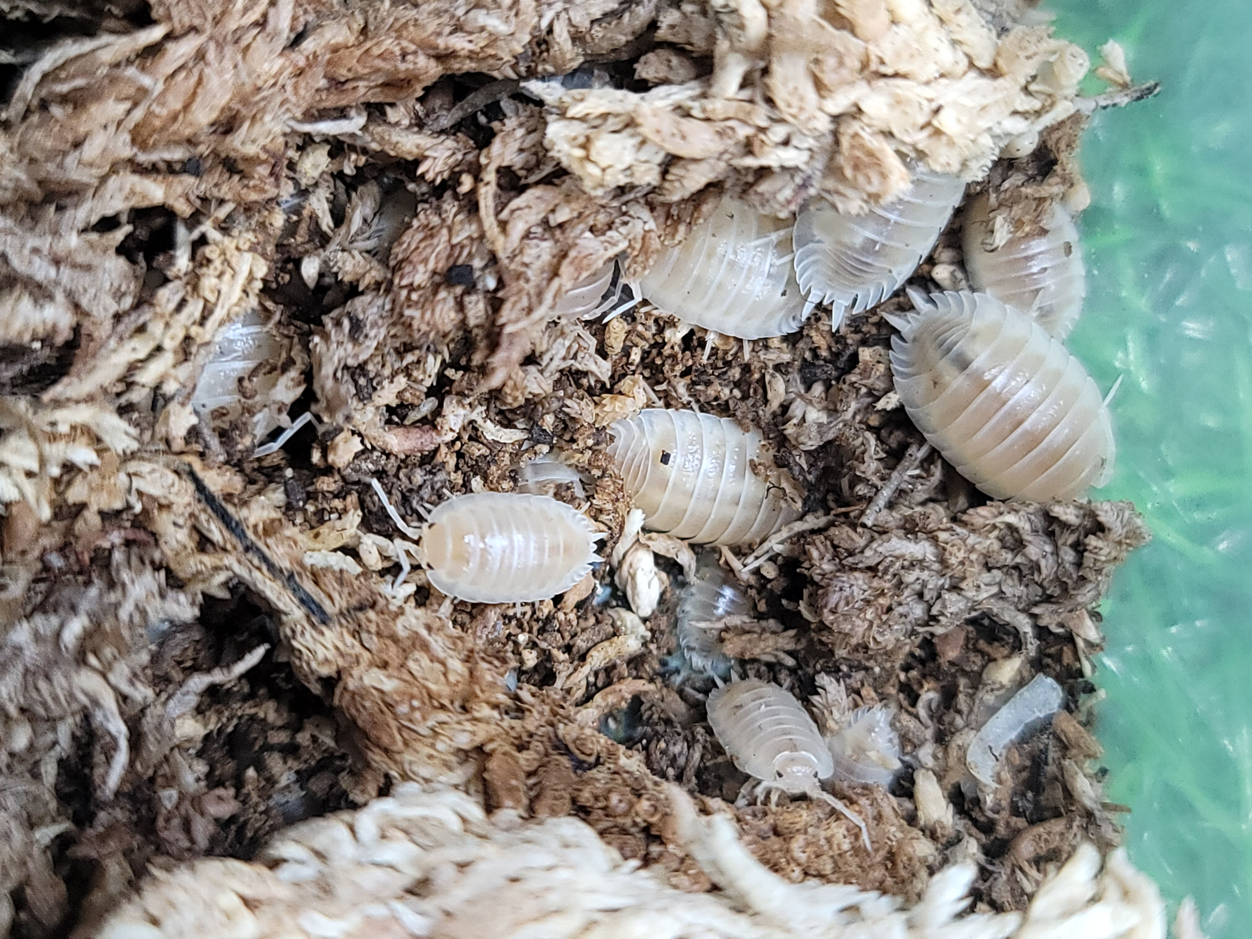 Porcellio laevis “White” Isopods