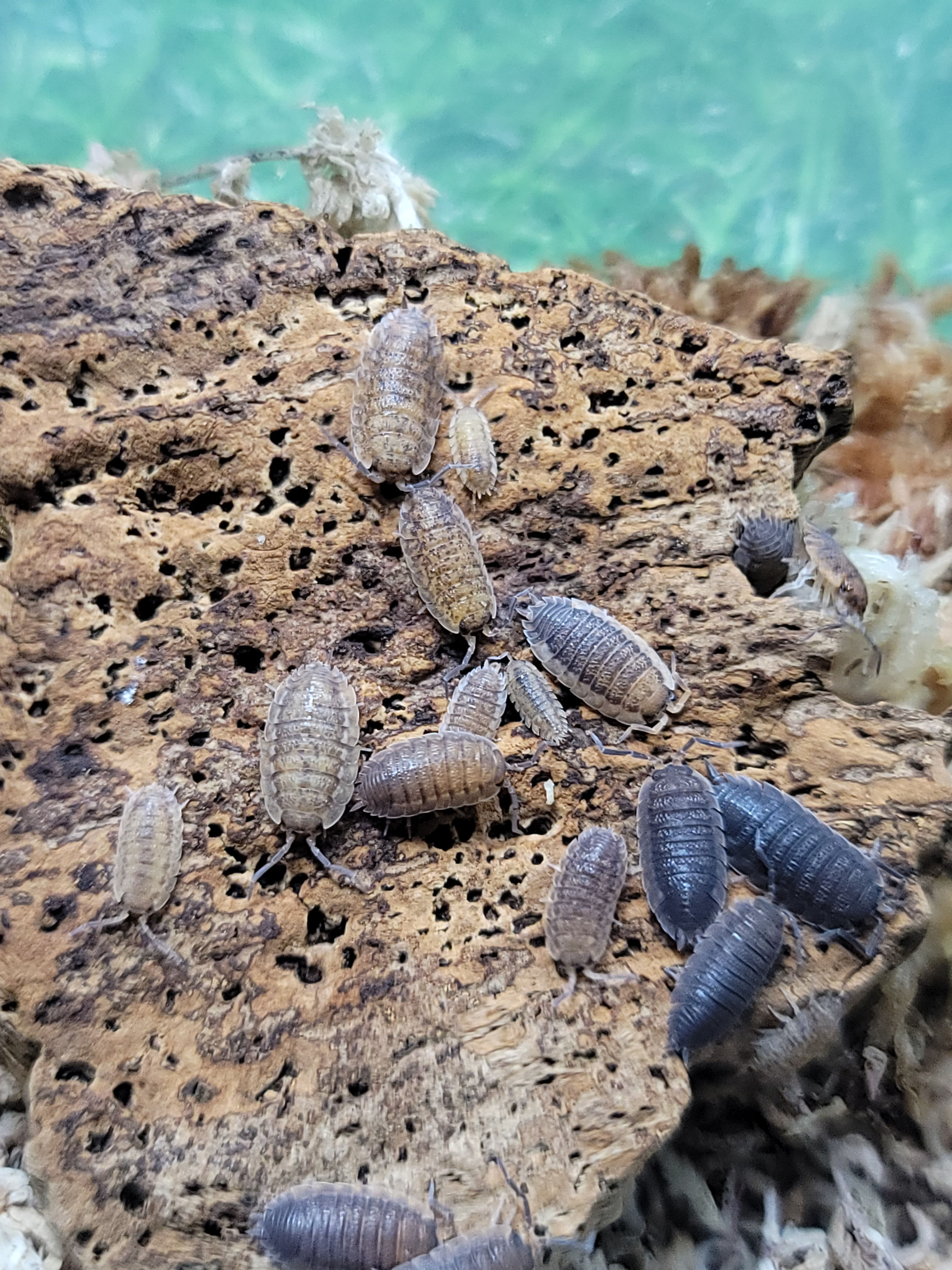 Porcellio scaber “Red Calico” Isopods