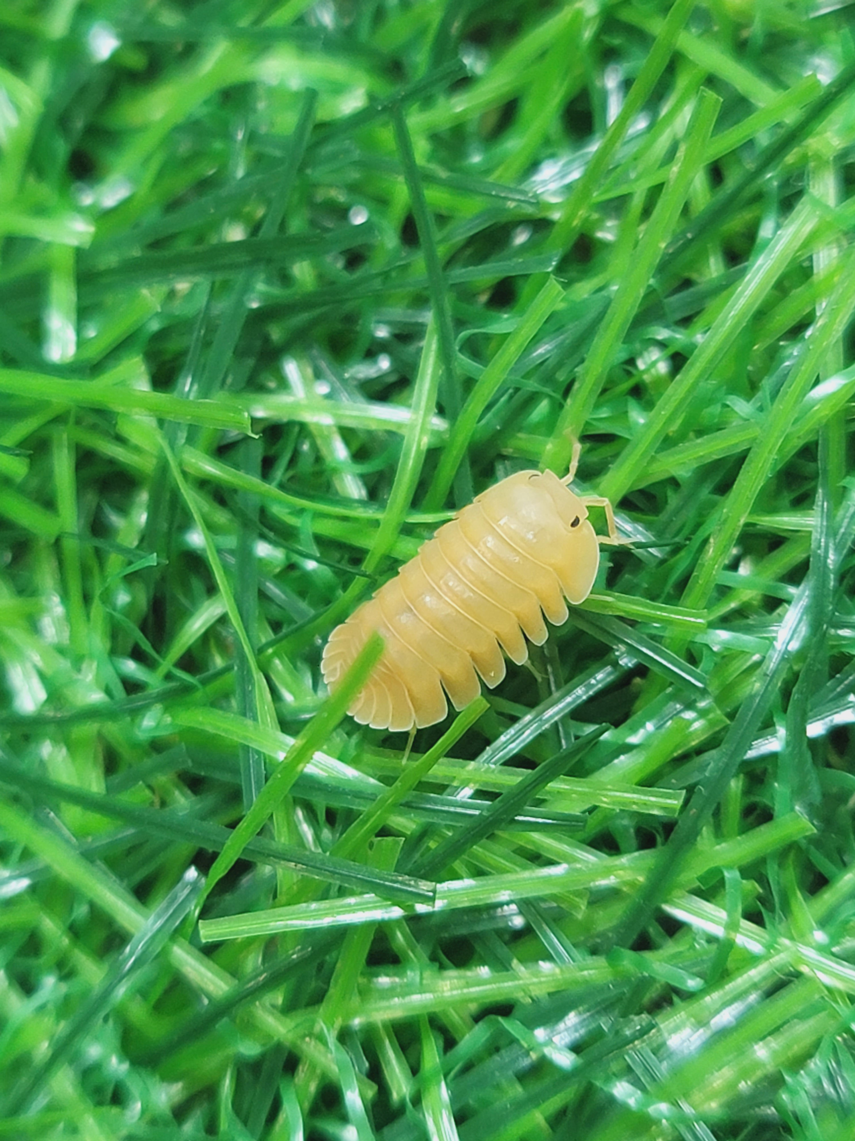 Cubaris “Orange Freezy” Isopods