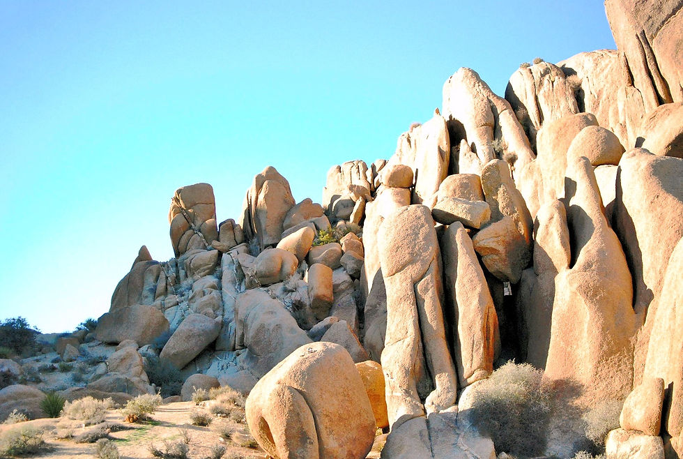 Joshua Tree, 2015