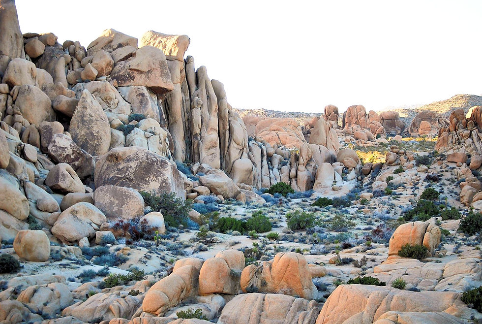 Joshua Tree, 2015