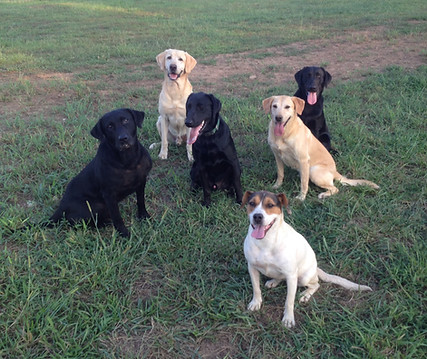 dogs sitting.JPG