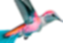 bird1_edited.png