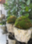 Flower Pots, Flower pots near me, Old Naples, Courtyard Gardens near me,Flower Gardening, Garden Pots, Garden Pots near me, G