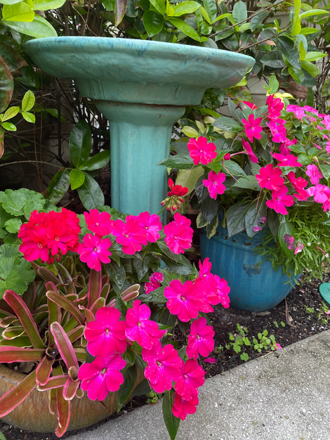 Gardener near me, container gardener, flower pots near me, blue tango, Naples gardening, flower pots near me, Naples gardener