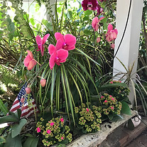 Orchids, Flowers near me, 3rd St S, Naples, Gardening Flower Pots, Flower pots near me, Old Naples, Flower Gardening, Garden Pots, Garden Pots near me, Garden Services,Gardener, Florist near me, Moorings Flower pots, Coquina Sands Flower Pots,Park Shore Flower Pots, G Flower Pots, Port Royal Flower Pots, Naples, FL Garden Service Near me, Flower Pots, Garden pots near me, Philodendron, Monstera, Anthurium, Tropical plants near me, Faux plants near me, Indoor plants, Indoor gardening, Houseplants near me