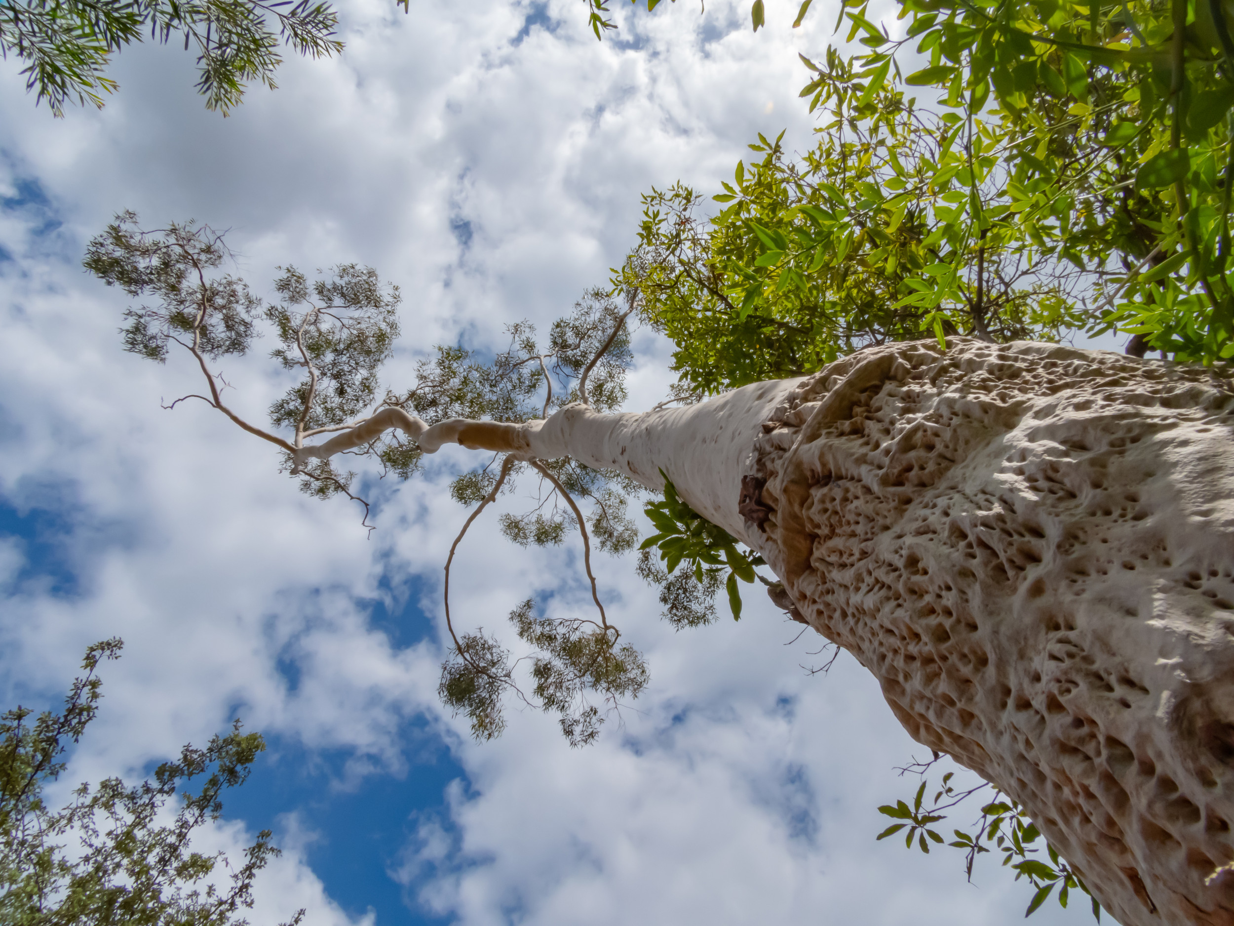 Reversal Tree Trees | Reverse IndusTree