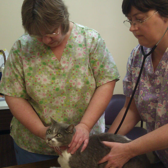 Top 115 + Eastview animal hospital