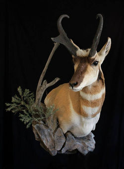 Pronghorn Wall Pedestal