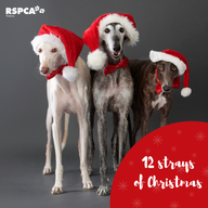 RSPCA Christmas
