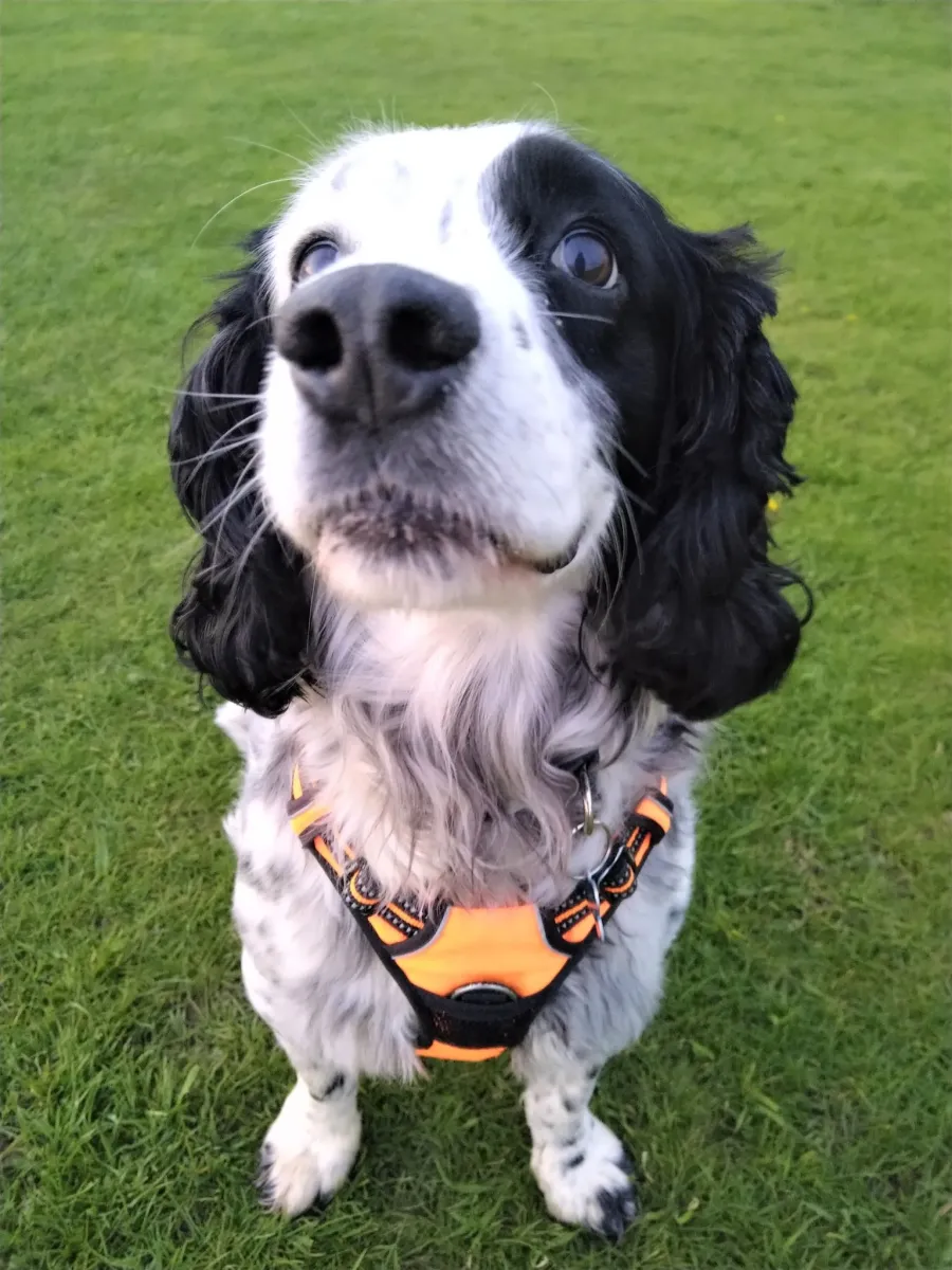 Adopt a dog Spaniel Aid UK 1