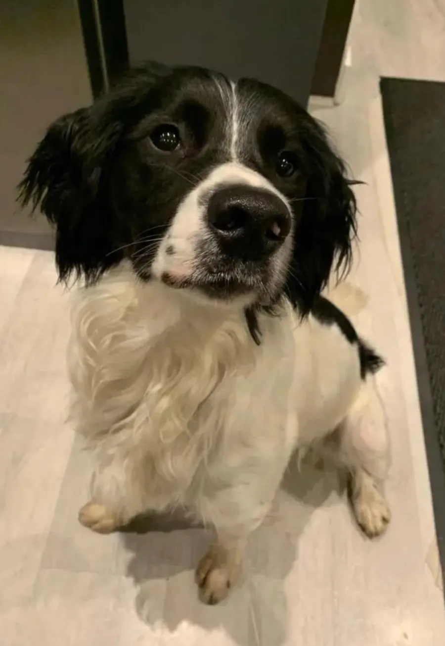 Adopt a dog Spaniel Aid UK 2