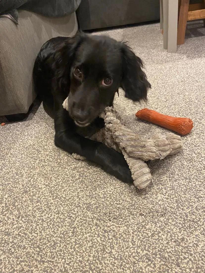 Adopt a dog Spaniel Aid UK 3