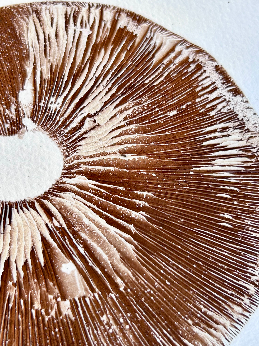 Miniatura: Hemipholiota populnea/tris