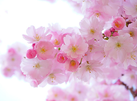 pink-ga858693d6_1920.jpg