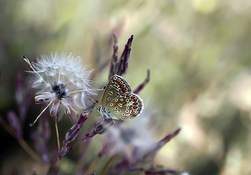 butterfly-g2ba723493_1920.jpg