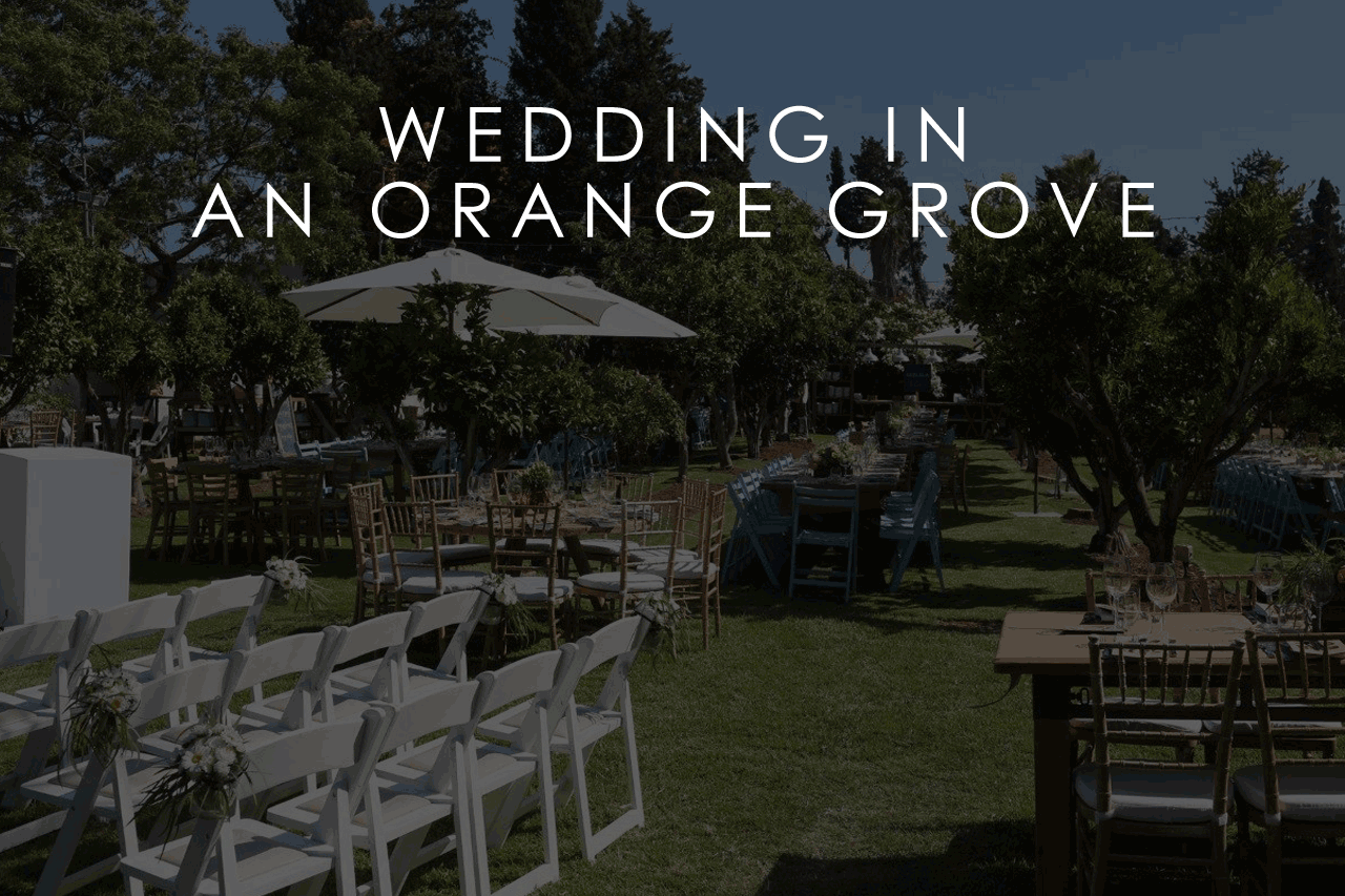 WEDDING IN AN ORANGE GROVE