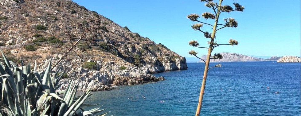 Plantes sur Hydra