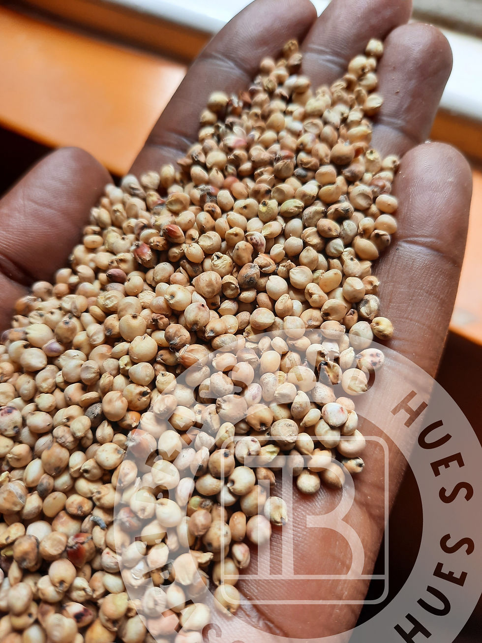 Thumbnail: White Sorghum