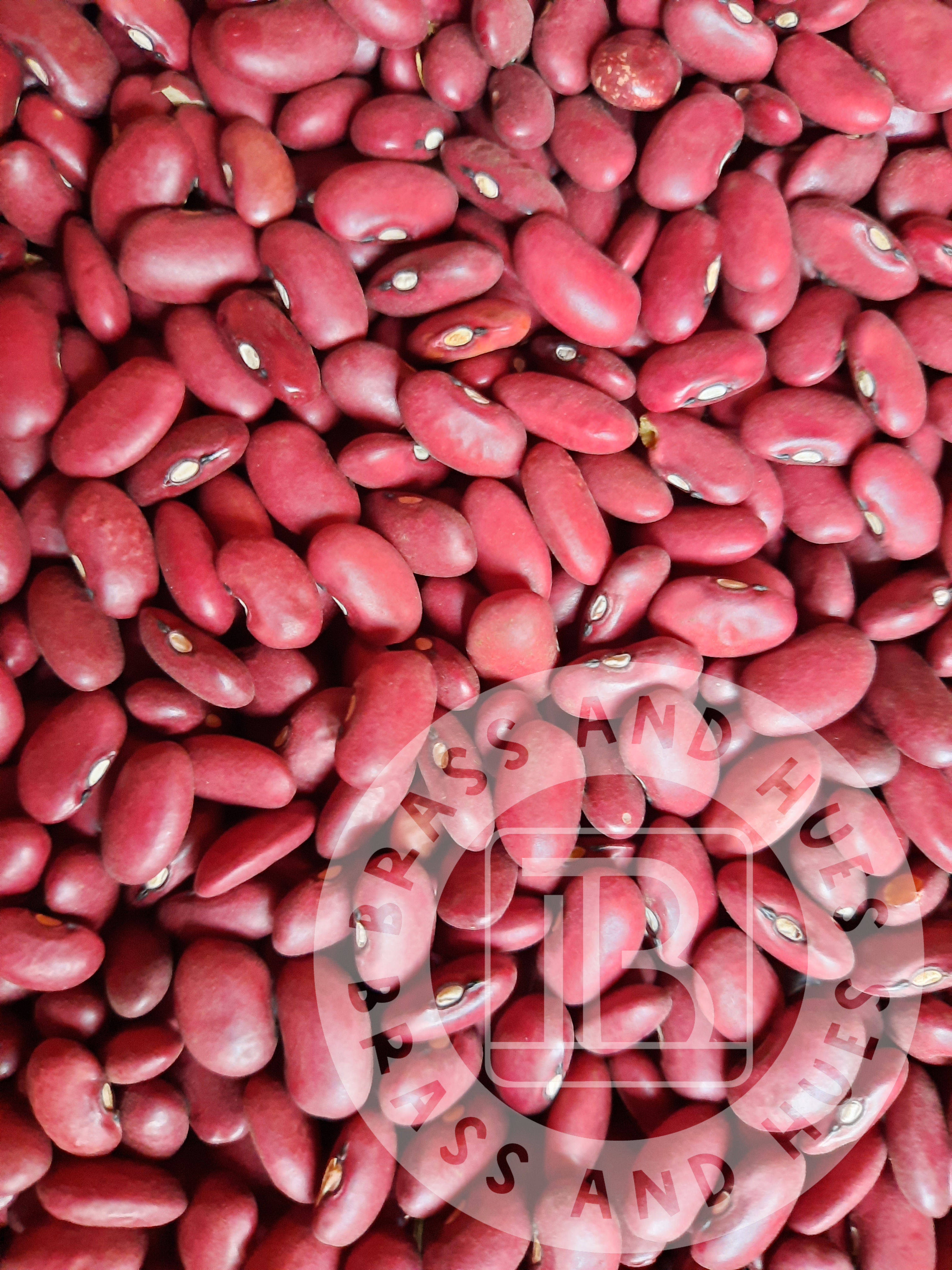 Red Haricot – short kidney