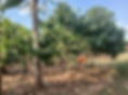 Reframing Cocoa’s Potential in Northern Uganda.jpg