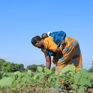 Connecting Back to Markets – Insights from the Smallholder Farmer Outcome Harvesting Survey of February 2025