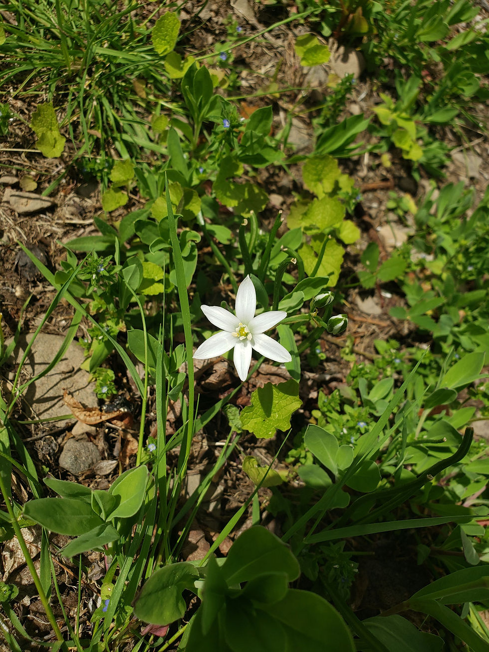 Thumbnail: star bethlehem flower essence